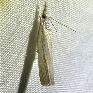 Culladia cuneiferellus at Arakoon, NSW - 10 May 2025 08:43 PM