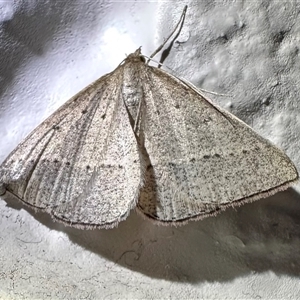 Epidesmia reservata at Arakoon, NSW - 10 May 2025 08:53 PM