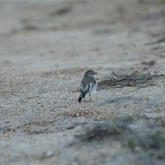 Microeca fascinans at Jindabyne, NSW - 16 May 2025 by MandyandScott