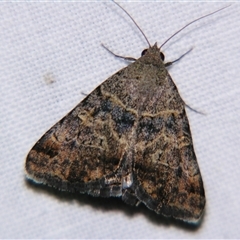 Mocis alterna (Bean Looper) at Longreach, QLD - 31 Oct 2009 by PJH123