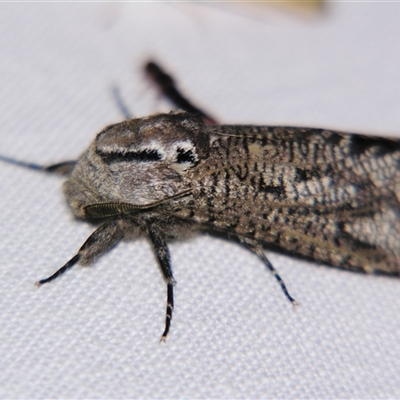 Endoxyla amphiplecta (A Cossid moth (Zeuzerinae) at Longreach, QLD - 31 Oct 2009 by PJH123