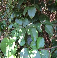 Tetrastigma nitens (shiny–leaved grape) at Mossman, QLD - 16 Mar 2023 by JasonPStewartNMsnc2016