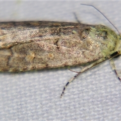 Spodoptera exigua (Beet Armyworm) at Longreach, QLD - 31 Oct 2009 by PJH123