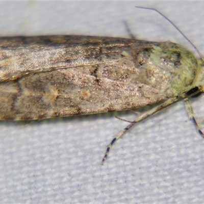 Spodoptera exigua (Beet Armyworm) at Longreach, QLD - 31 Oct 2009 by PJH123