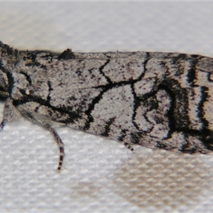 Unverified Noctuoid moth (except Arctiinae) at Longreach, QLD - 31 Oct 2009 by PJH123
