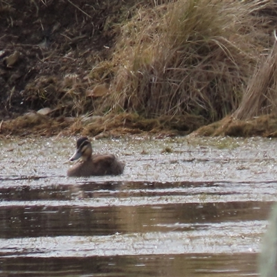 Anas superciliosa (Pacific Black Duck) at Dry Plain, NSW - 10 Aug 2024 by AndyRoo