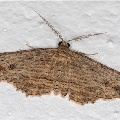 Xanthorhoe anaspila (Dark-patch Carpet) at Melba, ACT - 14 May 2025 by kasiaaus