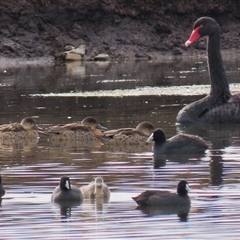 Fulica atra (Eurasian Coot) at Dry Plain, NSW - 10 Aug 2024 by AndyRoo