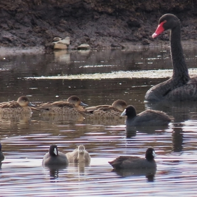 Fulica atra (Eurasian Coot) at Dry Plain, NSW - 10 Aug 2024 by AndyRoo