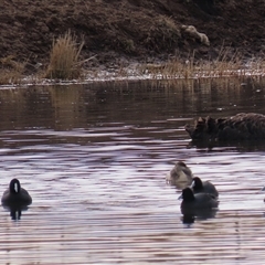 Poliocephalus poliocephalus at Dry Plain, NSW - 10 Aug 2024 by AndyRoo