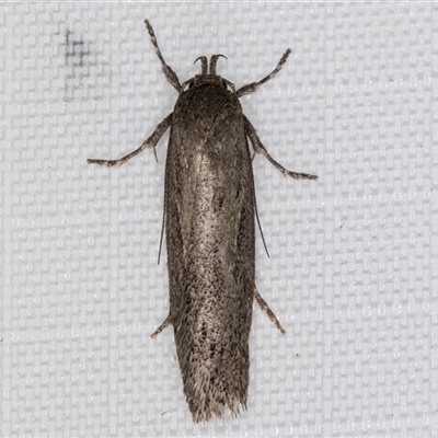 Unverified Concealer moth (Oecophoridae) at Melba, ACT - 14 May 2025 by kasiaaus