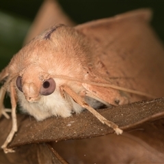Plesanemma fucata (Lemon Gum Moth) at Melba, ACT - 14 May 2025 by kasiaaus