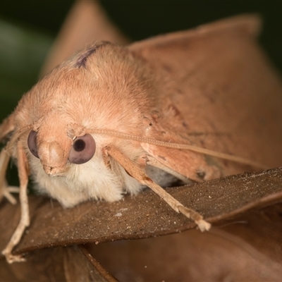 Plesanemma fucata (Lemon Gum Moth) at Melba, ACT - 14 May 2025 by kasiaaus