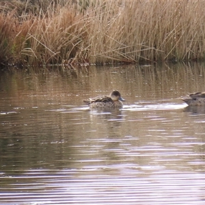 Anas gracilis at Dry Plain, NSW - 10 Aug 2024 by AndyRoo