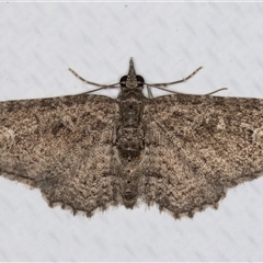Pasiphilodes testulata (Pome looper) at Melba, ACT - 14 May 2025 by kasiaaus