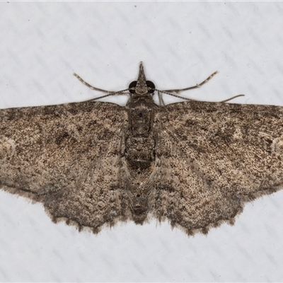 Pasiphilodes testulata (Pome looper) at Melba, ACT - 14 May 2025 by kasiaaus