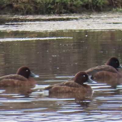 Aythya australis (Hardhead) at Dry Plain, NSW - 10 Aug 2024 by AndyRoo