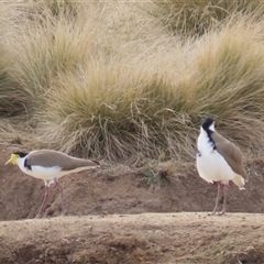 Vanellus miles (Masked Lapwing) at Dry Plain, NSW - 10 Aug 2024 by AndyRoo