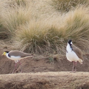 Vanellus miles at Dry Plain, NSW - 10 Aug 2024 by AndyRoo