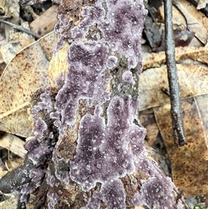 Phlebiopsis crassa at Laguna, NSW - Yesterday by MartinPredavec