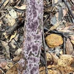 Phlebiopsis crassa at Laguna, NSW - 16 May 2025 10:34 AM