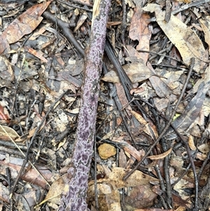 Phlebiopsis crassa at Laguna, NSW - 16 May 2025 10:34 AM