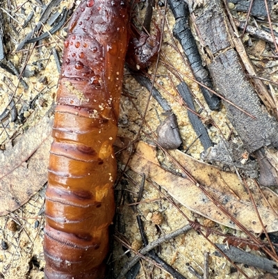 Abantiades atripalpis (Bardee grub/moth, Rain Moth) at Bucketty, NSW - Yesterday by MartinPredavec
