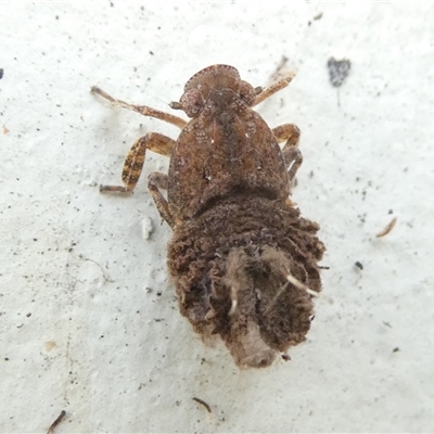 Platybrachys sp. (genus) (A gum hopper) at Belconnen, ACT - 13 Apr 2025 by JohnGiacon