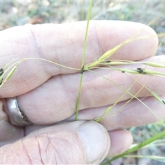 Unverified Grass at Bevendale, NSW - 2 May 2025 by JohnGiacon