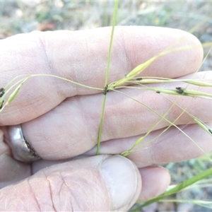 Unverified Grass at Bevendale, NSW - 2 May 2025 by JohnGiacon
