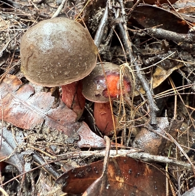 Boletus sp. at Bucketty, NSW - Yesterday by MartinPredavec