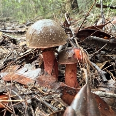 Boletales at Bucketty, NSW - 16 May 2025 10:51 AM