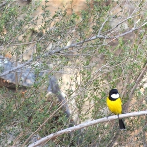 Pachycephala pectoralis (Golden Whistler) at Chapman, ACT - Yesterday by LineMarie