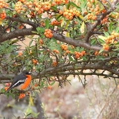 Petroica phoenicea (Flame Robin) at Chapman, ACT - 16 May 2025 by LineMarie
