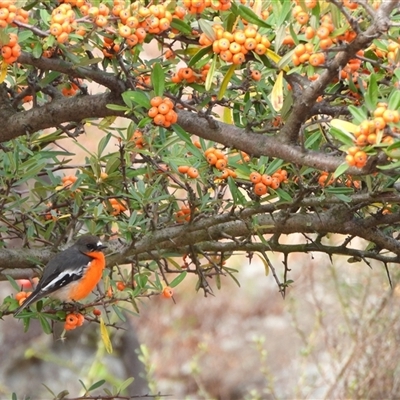 Petroica phoenicea (Flame Robin) at Chapman, ACT - 16 May 2025 by LineMarie