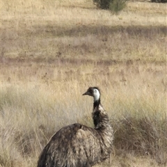 Dromaius novaehollandiae (Emu) at Kambah, ACT - Yesterday by Bowie