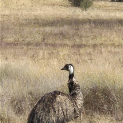 Dromaius novaehollandiae (Emu) at Kambah, ACT - Yesterday by Bowie