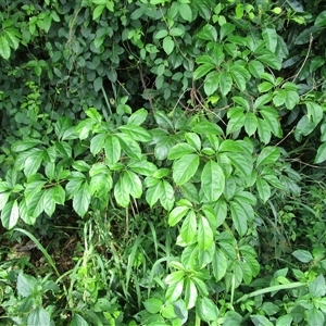 Tetrastigma thorsborneorum at Mossman Gorge, QLD - 14 Mar 2023 09:15 AM