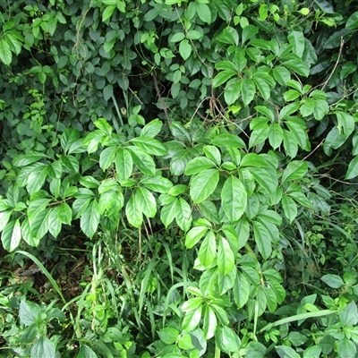 Tetrastigma thorsborneorum at Mossman Gorge, QLD - 14 Mar 2023 by JasonPStewartNMsnc2016