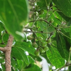 Tetrastigma thorsborneorum at Mossman Gorge, QLD - 14 Mar 2023 09:15 AM