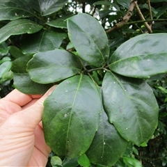 Tetrastigma thorsborneorum at Mossman Gorge, QLD - 14 Mar 2023 09:15 AM