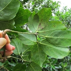 Tetrastigma thorsborneorum at Mossman Gorge, QLD - 14 Mar 2023 09:15 AM