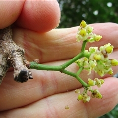 Tetrastigma thorsborneorum at Mossman Gorge, QLD - 14 Mar 2023 09:15 AM