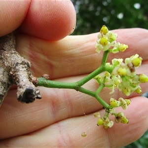 Tetrastigma thorsborneorum at Mossman Gorge, QLD - 14 Mar 2023 09:15 AM