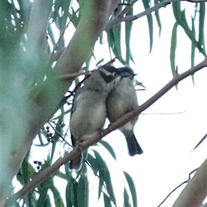 Melithreptus brevirostris at Jindabyne, NSW - Yesterday by MandyandScott