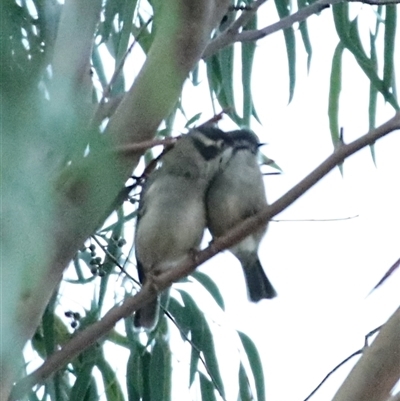 Melithreptus brevirostris (Brown-headed Honeyeater) at Jindabyne, NSW - 16 May 2025 by MandyandScott
