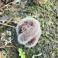 Unverified Fungus at Bucketty, NSW - Today by MartinPredavec