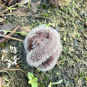 Unverified Fungus at Bucketty, NSW - Today by MartinPredavec