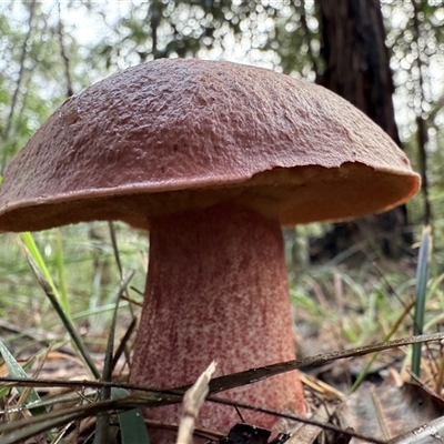 Boletellus obscurecoccineus at Bucketty, NSW - Today by MartinPredavec