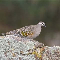 Phaps chalcoptera (Common Bronzewing) at Cook, ACT - 16 May 2025 by Rheardy